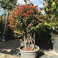 Červienka, Fotínia - Photinia fraseri ´Red Robin´ Co3L 70/90