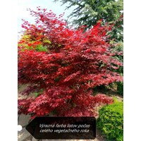 Javor dlaňolistý Bloodgood - Acer palmatum 'BLOODGOOD' Co10L 60/70