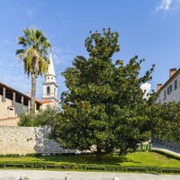 Magnólia veľkokvetá - Magnolia grandiflora ´Francois Treyve´ Co15/18L  1/2 kmeň