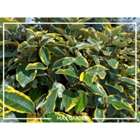 Elaeagnus ebbingei ´Limelight´ Co2L 20/25