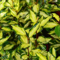 Elaeagnus ebbingei ´Maryline´ Co2L 20/25