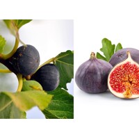 Ficus carica ´Nero´ Co2L  30/40