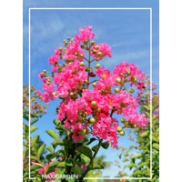Myrta krepová ružová- Lagerstroemia indica ´Rosea´ Co3L 20/30