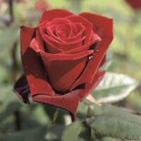 Ruža popínavá -červená - Rosa ´Camelot Tantau´ Co5L 180/200