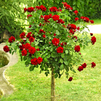 Ruža na kmienku - červená - Rosa Alberetto  Co9L 1/2 kmeň
