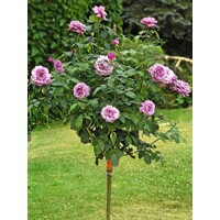 Ruža na kmienku - červená - Rosa Alberetto  Co9L 1/2 kmeň