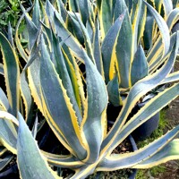 Agave lophantha ´Quadricolor´ Co25