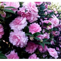 Kamélia Japonská ružová - Camellia japonica - ružová Co17