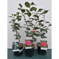 Kamélia Japonská ružová - Camellia japonica - ružová Co17