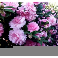 Kamélia Japonská ružová - Camellia japonica - ružová Co17