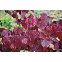 Judášovec kanadský - Cercis canadensis ´Forest Pansy´ Co20L KM150  175/200