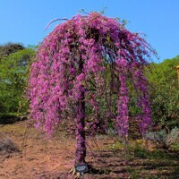 Judášovec kanadský - Cercis canadensis ´Forest Pansy´ Co20L KM150  175/200