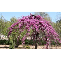 Judášovec kanadský - Cercis canadensis ´Forest Pansy´ Co20L KM150  175/200