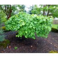 Judášovec kanadský - Cercis canadensis ´Forest Pansy´ Co20L KM150  175/200