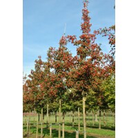 Hloh krivokališný - Crataegus laevigata 'Paul's Scarlet'  KM150