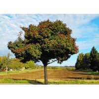 Hloh krivokališný - Crataegus laevigata 'Paul's Scarlet'  KM150