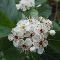 Hloh krivokališný - Crataegus laevigata 'Paul's Scarlet'  KM150