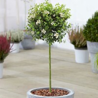 Vtáčí zob vajcovitolistý - Ligustrum ovalifolium  40+ P11