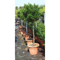 Vavrínovec lekársky - Prunus laurocerasus ´Otto Luyken´  Co30L  1/2 kmeň