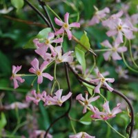 Jasmínovník vonný  - Rhyncospermum Jasminoides  Co12L 150/175