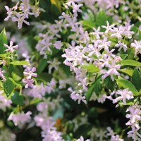 Jasmínovník vonný  - Rhyncospermum Jasminoides  Co12L 150/175