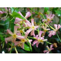 Jasmínovník vonný  - Rhyncospermum Jasminoides  Co12L 150/175