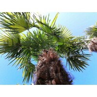 Palma - Chamaerops Excelsa - Trachycarpus fortunei  Co40L 40/60