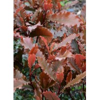 Červienka, Fotínia - Photinia serratifolia ´Crunchy´ Co50L  125/150 (umbrella)