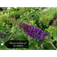 Buddleja davidii 'Dreaming Lavender'