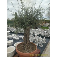 Olivovník európsky - Olea europaea Co90L OLD STAM