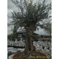 Olivovník európsky - Olea europaea Co90L OLD STAM
