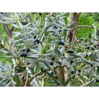 Olivovník európsky - Olea europaea Co110L POM POM (strihané)
