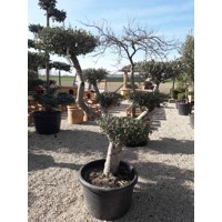 Olivovník európsky - Olea europaea Co110L POM POM (strihané)