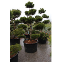 Pinus Nigra ´Austriaca´  Co230L  250/300 BONSAI(strihané)