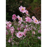 Anemone hybrida ´Whirlwind´ P14