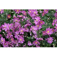Anemone hybrida ´Whirlwind´ P14
