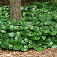 Kopytník európsky - Asarum europaeum   Co9