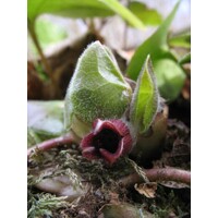 Kopytník európsky - Asarum europaeum   Co9