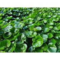 Kopytník európsky - Asarum europaeum   Co9