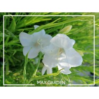Campanula portenschlagiana 'Ocean'  P11