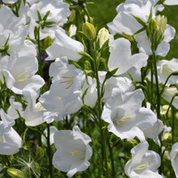 Campanula portenschlagiana 'Ocean'  P11