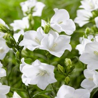 Campanula portenschlagiana 'Ocean'  P11