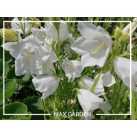 Campanula portenschlagiana 'Ocean'  P11