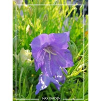 Campanula portenschlagiana 'Ocean'  P11