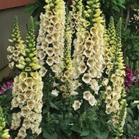 Náprstník - Digitalis illumenation ´Apricot Beauty´ P14