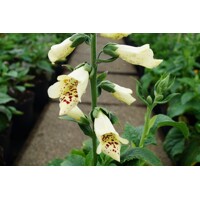 Náprstník - Digitalis illumenation ´Apricot Beauty´ P14