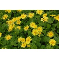 Doronicum orientale 'Leonardo Compact'  Co1L