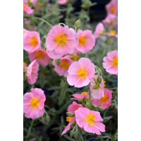 Helianthemum ´Wisley Pink´ Co9