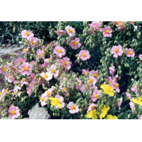 Helianthemum ´Wisley Pink´ Co9