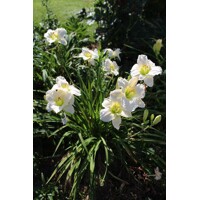 Ľaliovka – Hemerocallis ´Gentle Shepherd´ Co14